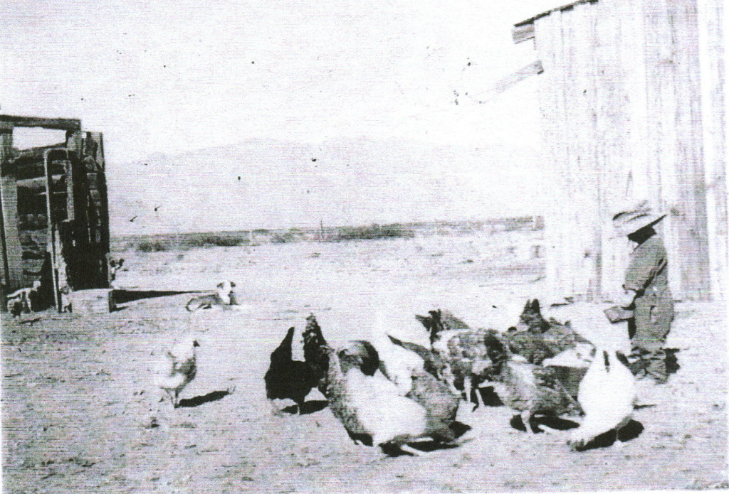 My Grandmother's youngest brother, Bill, feeding the chickens in Apache, Arizona Territory
