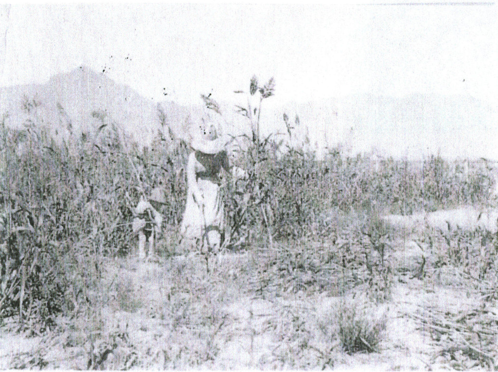 Harriet Brown, known in our family as "Gauntee" Apache, Arizona Territory c. 1912